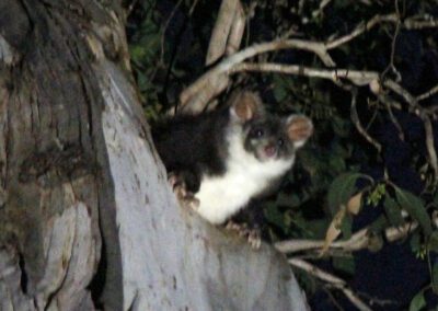 Greater Glider emerging from tree hollow - Photo Gayle Osborne