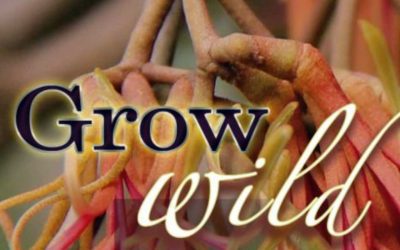 Grow wild: Gardening to sustain wildlife in the Hepburn Shire