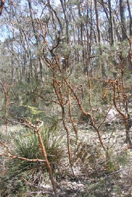 Midlands Heathy Woodland (EVC 48-13)