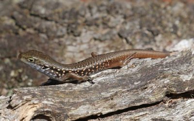 Mountain Skink surveys