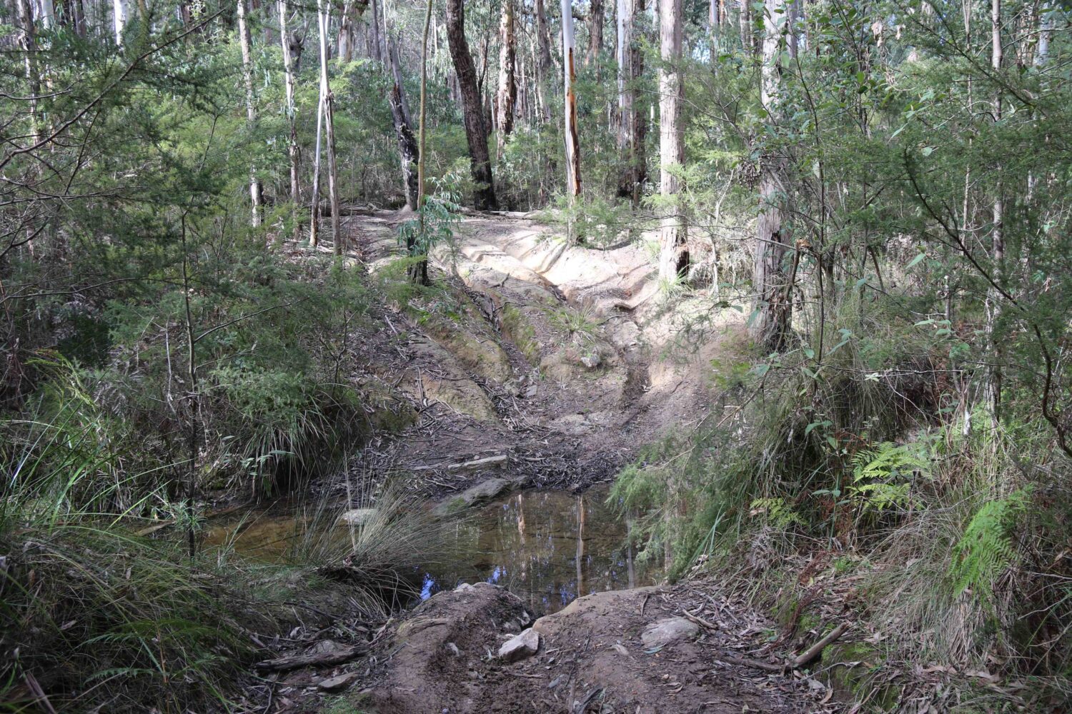 Illegal trailbike activity in the headwaters of Jackson’s Creek