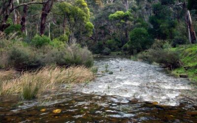 At long last the Lerdy flows again