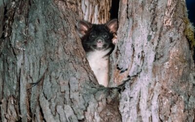 Greater Glider surveys