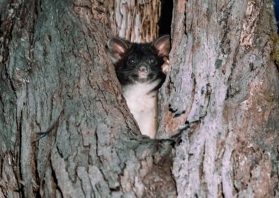 Juvenile Greater Glider in tree hollow - Photo Gayle Osborne