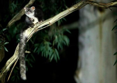 Juvenile Greater Glider - Photo Elizabeth Parsons