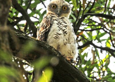 Juvenile Powerful Owl roosting in a Blackwood