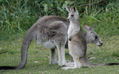 Marsupials + monotremes