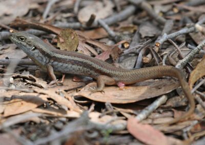 Male Mountain Skink after copulation