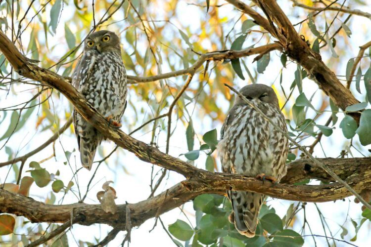 Male and female Barking Owls