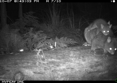Mountain Brushtail Possum with young