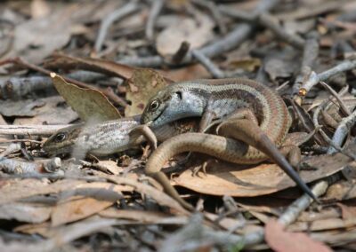 Mountain Skinks copulating.