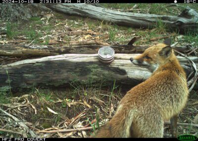 Red Fox