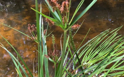 Rushes + Sedges + Aquatics