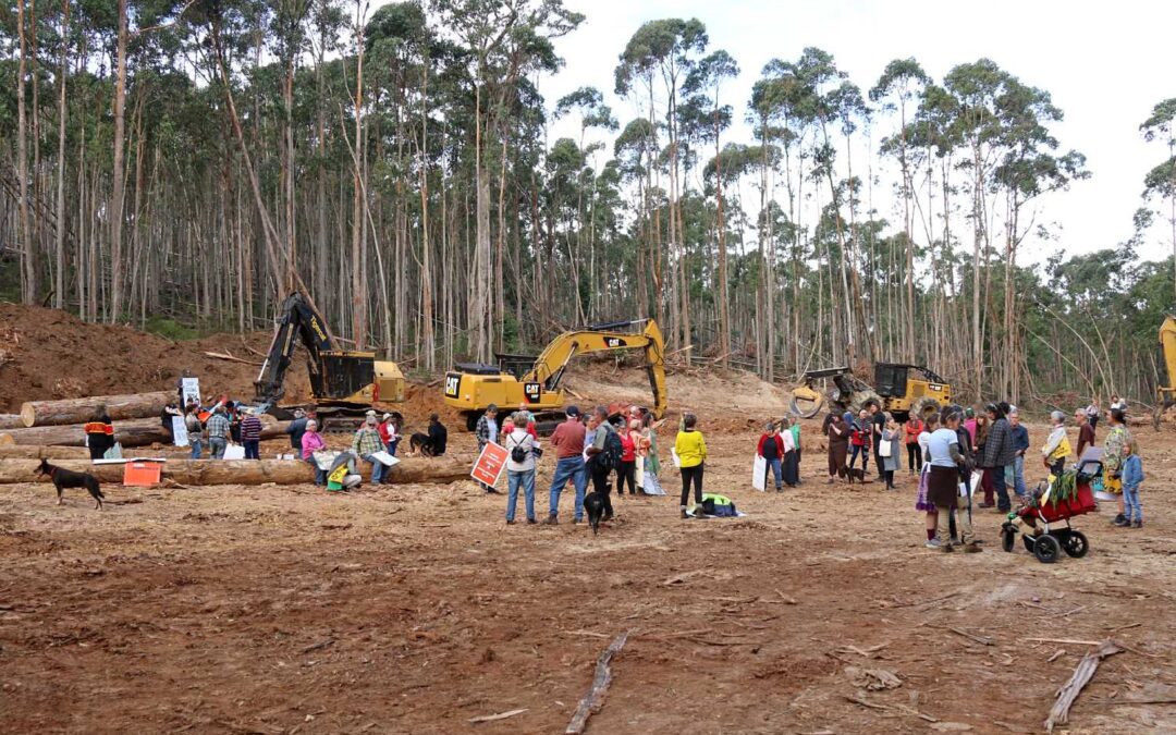 Salvage by VicForests in proposed National Park