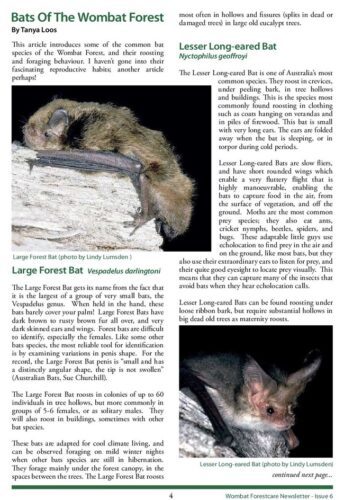 Bats of the Wombat Forest