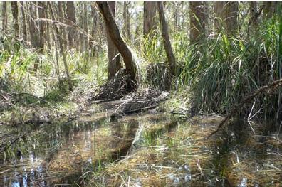 Sedgy Riparian Woodland (EVC 198)