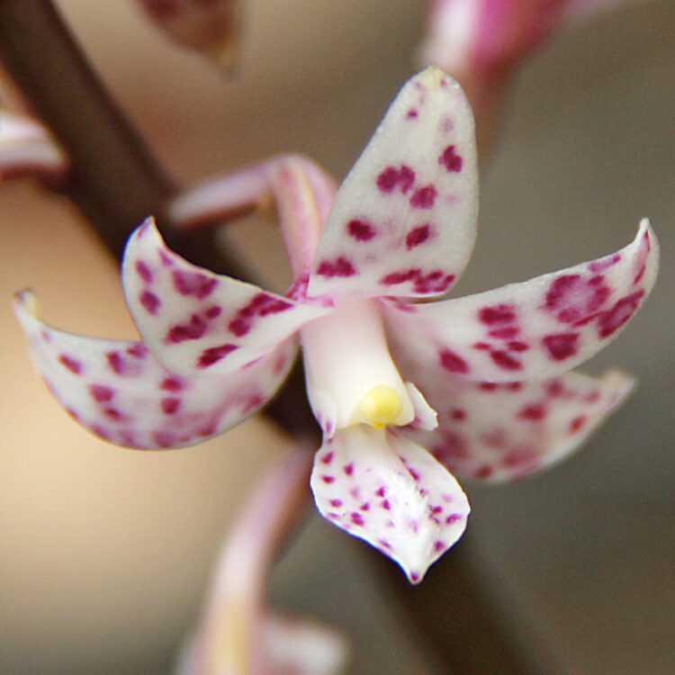 Spotted Hyacinth Orchid