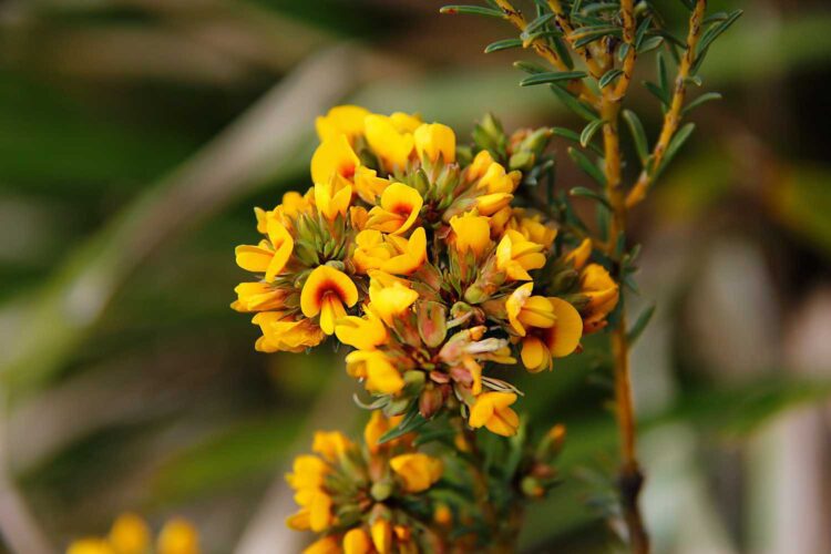 Swamp Bush-pea
