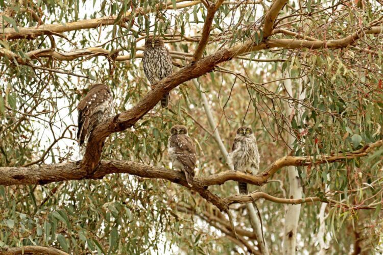 The Barking Owl family