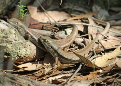 The Mountain Skinks resting in the sun after copulation.