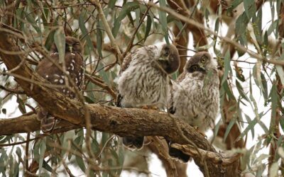 Barking Owl Surveys