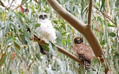 Powerful Owl surveys