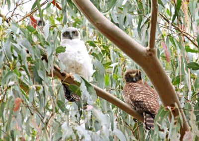 Two young Powerful Owls with the female adult owl
