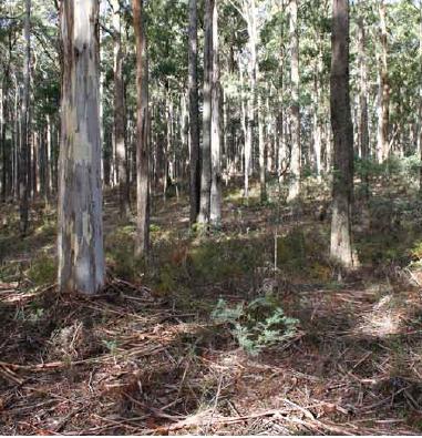 Herb-Rich Foothill Forest (EVC 23)