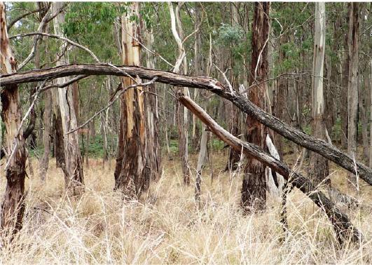 Valley Grassy Forest (EVC 47)