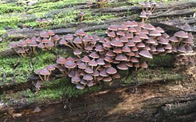 White paper on land & biodiversity