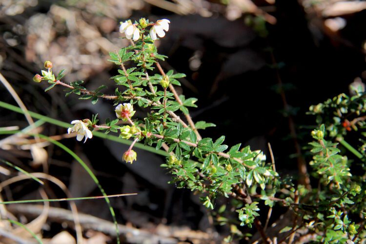 Wiry River Rose