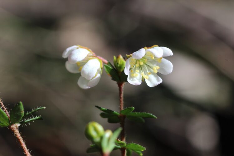 Wiry River Rose