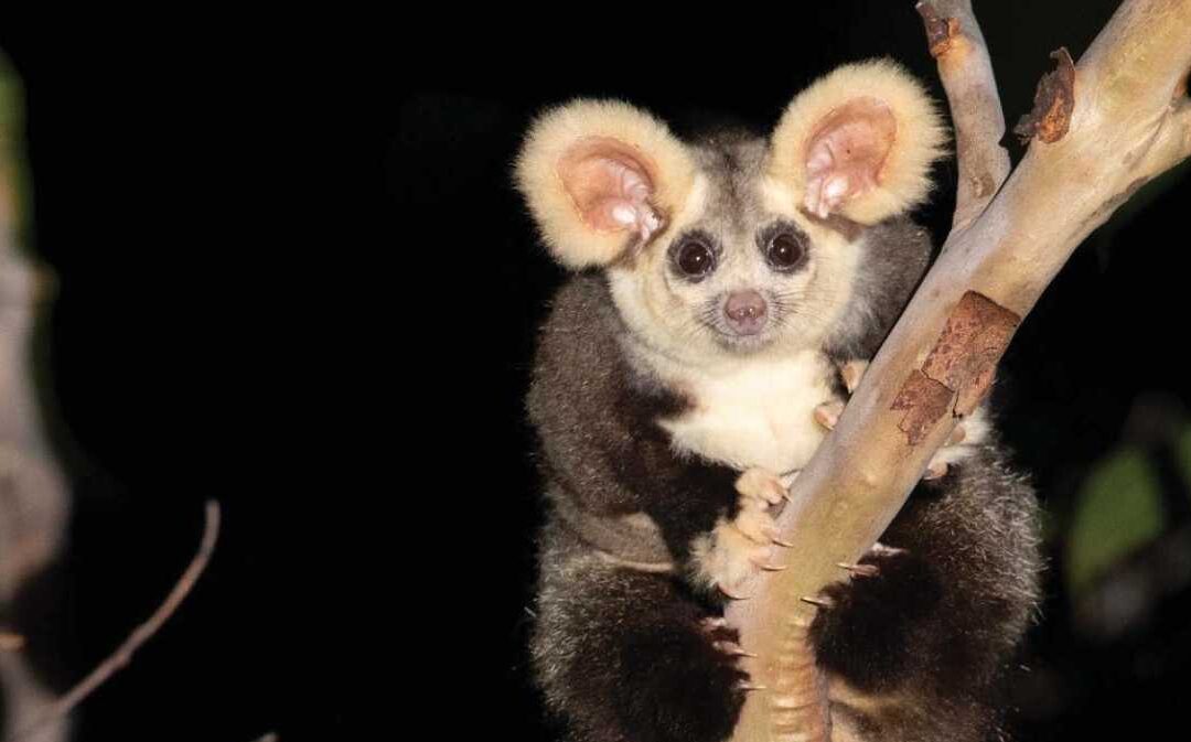 Greater Gliders need a new national park in the Wombat Forest