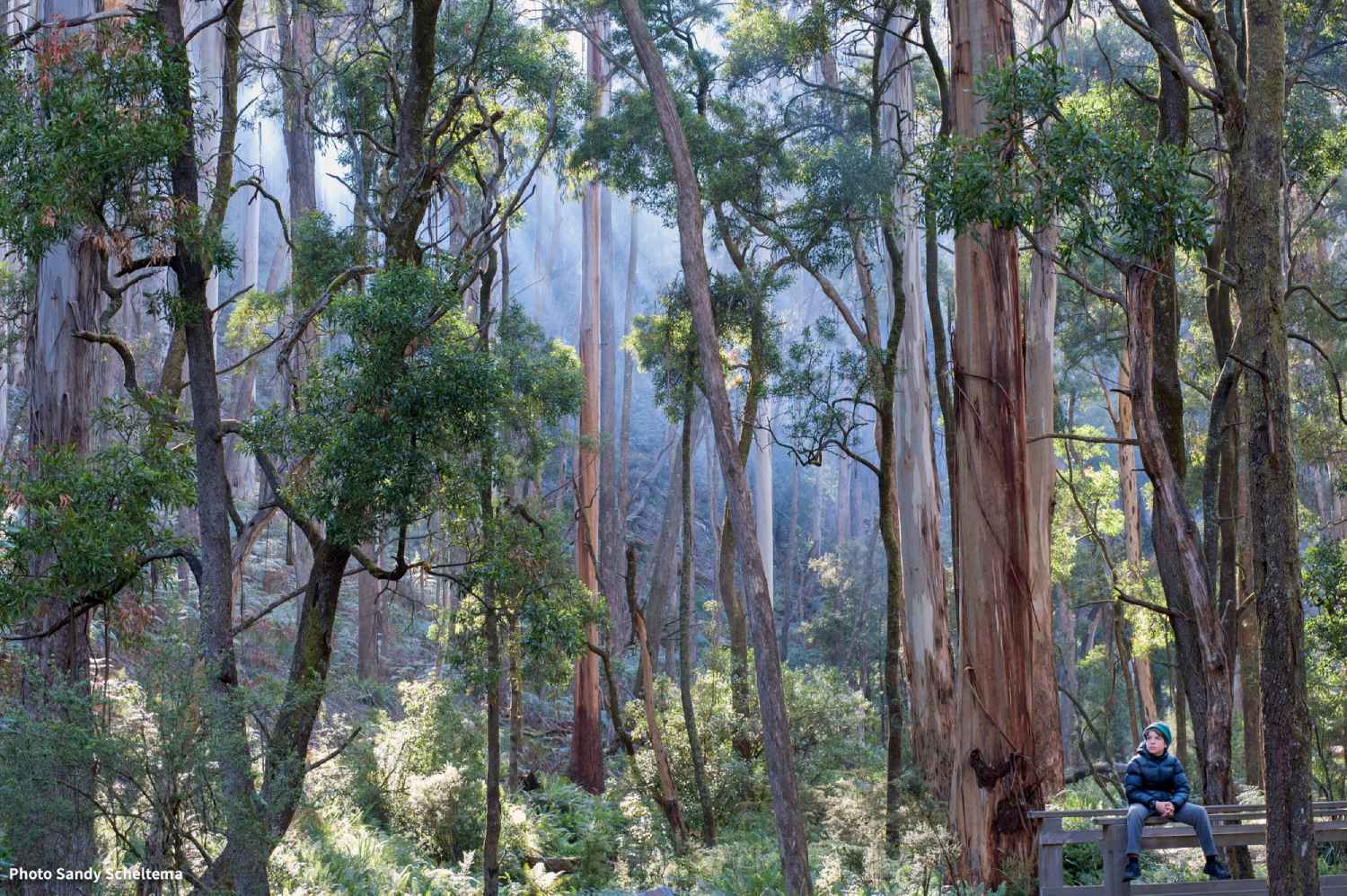 Wombat Forest protest