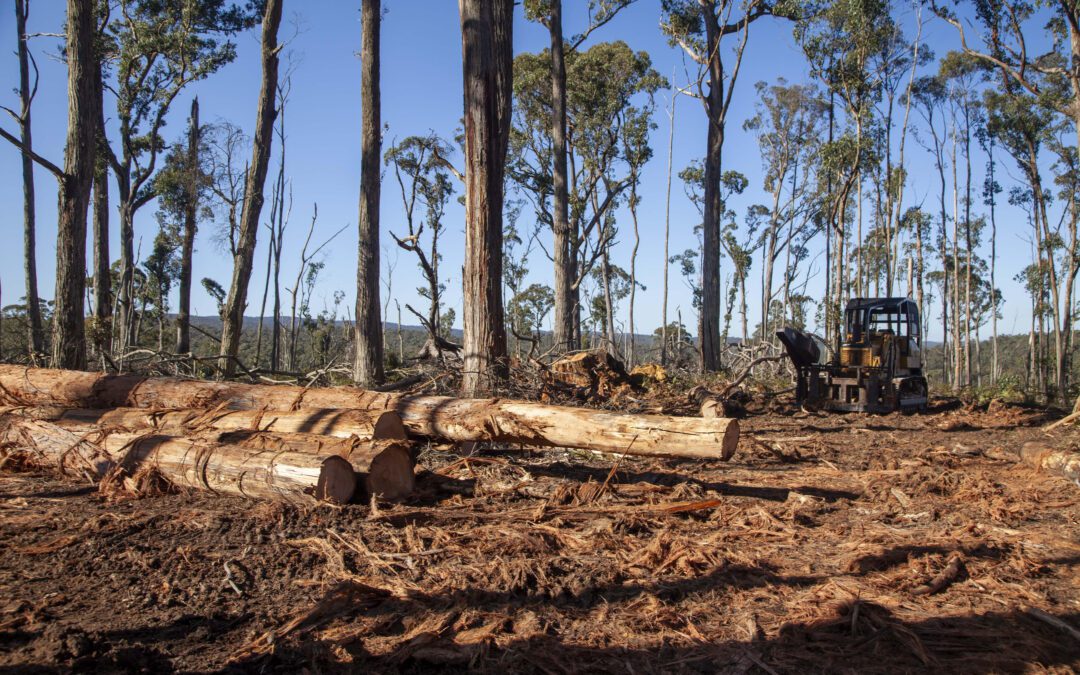 Wombat Forestcare v. VicForests