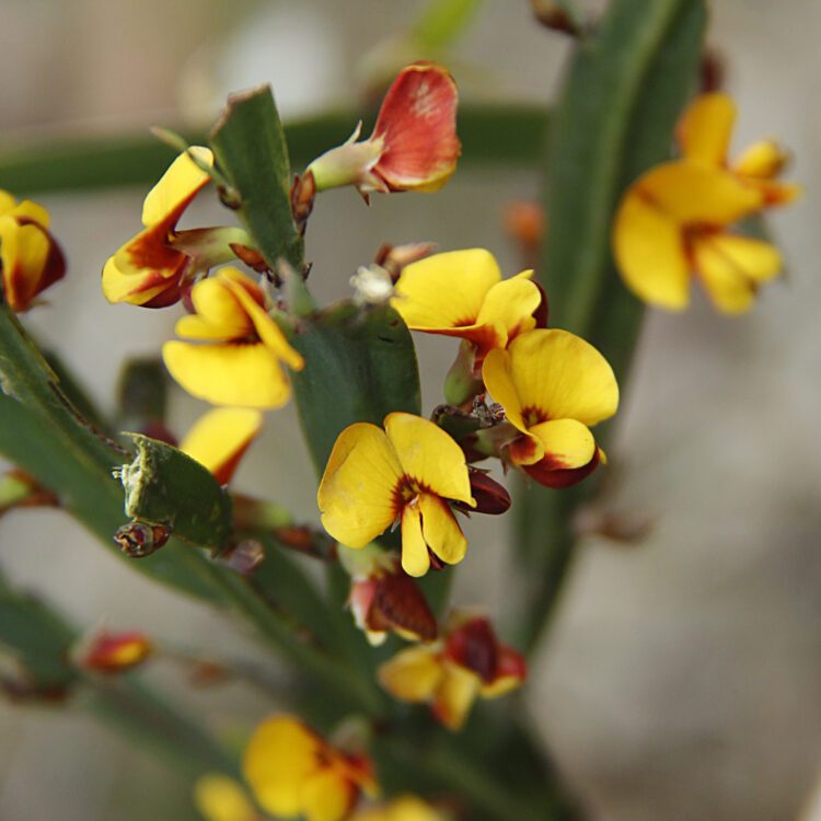 Wombat Leafless Bossiaea