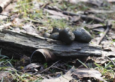 Photos of the mining site