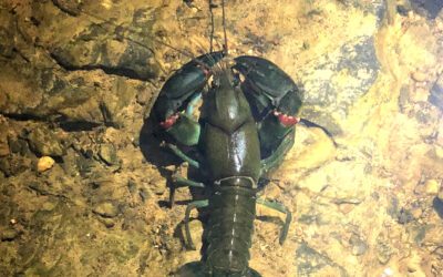 Aquatic invertebrates