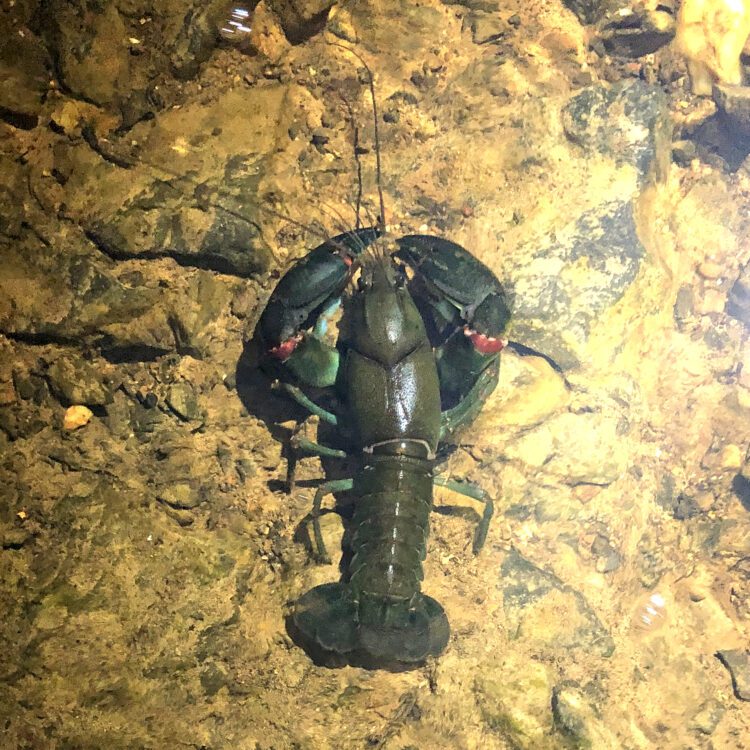 Yabby Cherax