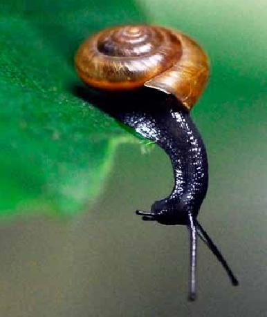 Fostering biophilia – The Wombat Forest & the International Year of Biodiversity