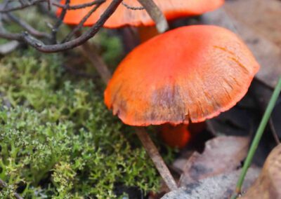 Photos of the mining site