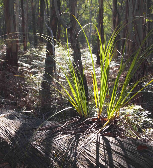 Approved Work Plan for Bullarto South Mine Inadequate