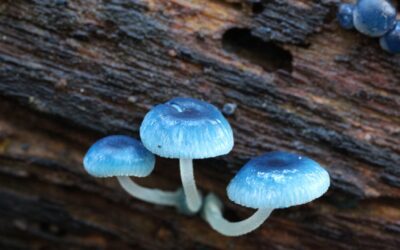 Climate Change And The Wombat State Forest: A Greenhouse Refuge?