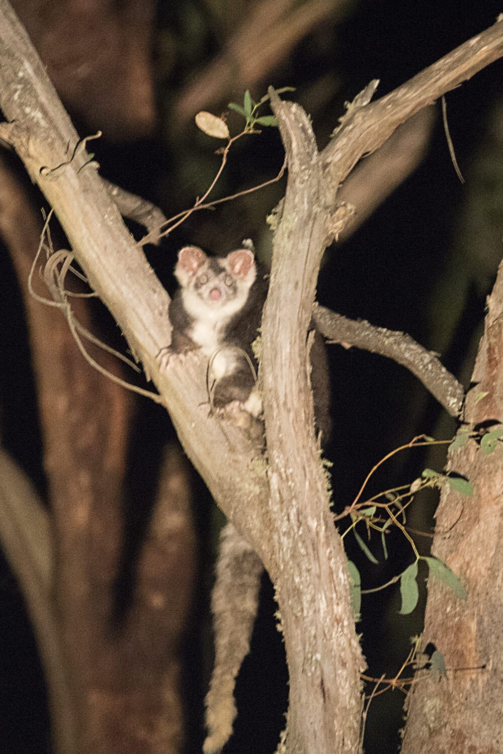 Greater Glider in Wombat State Forest Photo by Gayle Osborne
