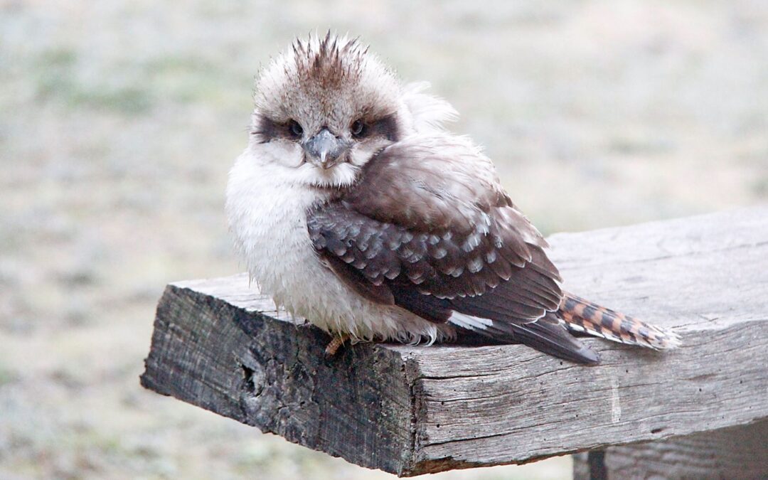 More Mining for the Wombat Forest