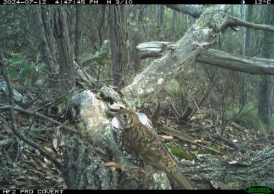 Mammals Caught on Camera Bassian thrush (Zoothera lunulata)