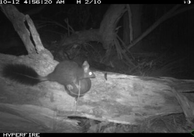 Mammals Caught on Camera Brush-tailed Phascogale