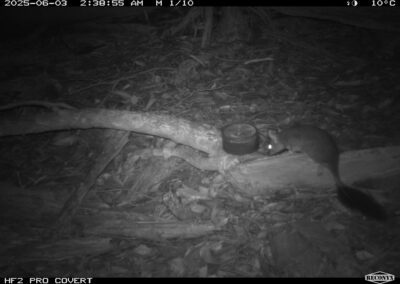 Mammals Caught on Camera Brush-tailed Phascogale