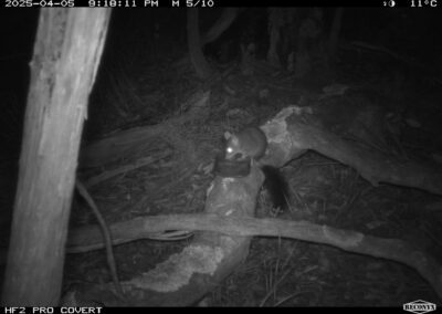 Mammals Caught on Camera Brush-tailed Phascogale