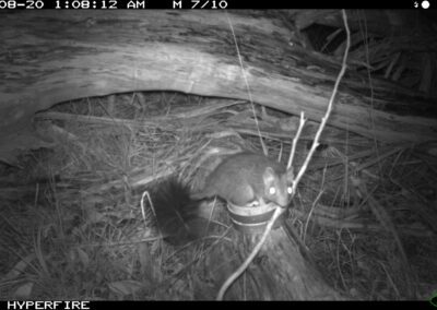 Mammals Caught on Camera Brush-tailed Phascogale